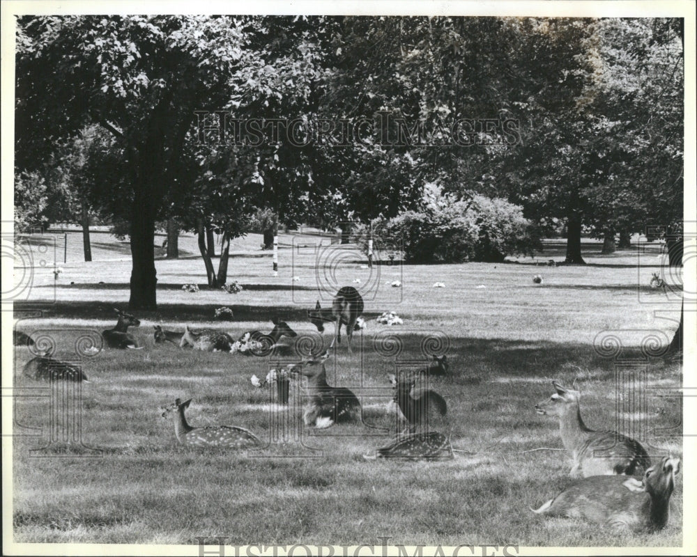 1984 Press Photo Cedar Park Cemetery Deer Larry Anspach