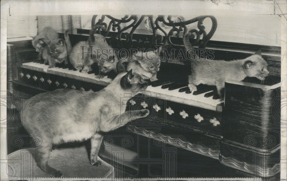 1950 Press Photo Princes Yasmin Music Kitten Keys Six