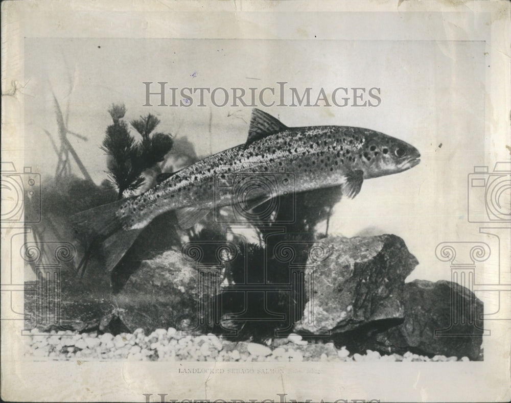 1972 Press Photo Fish salmon