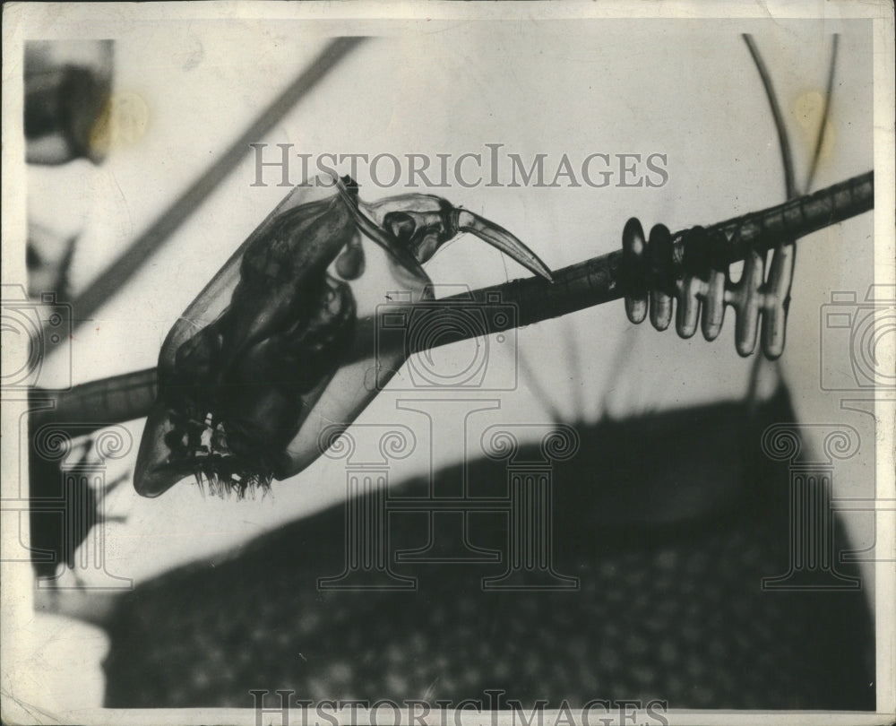 1931 Press Photo Microorganism Microbe Unicellular Live