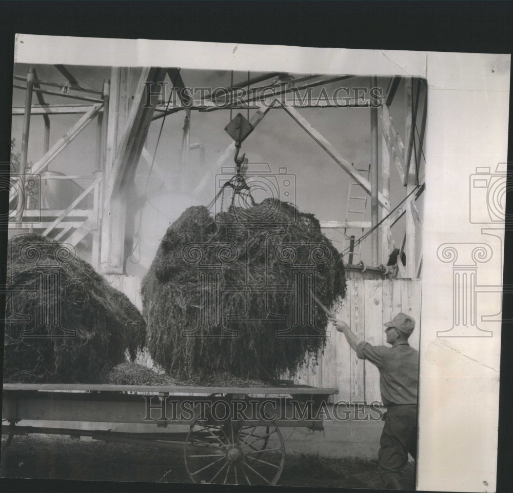 1944 Press Photo Unloading Mint Hay