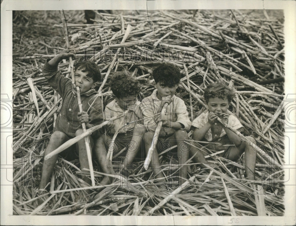 1940 Press Photo Sugarcane Warm Asia Stout Stalks Sugar