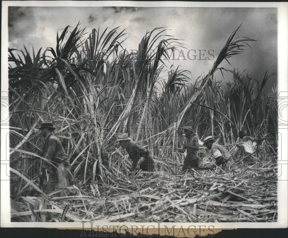 1942 Press Photo cane cutters earn $1.51 a day