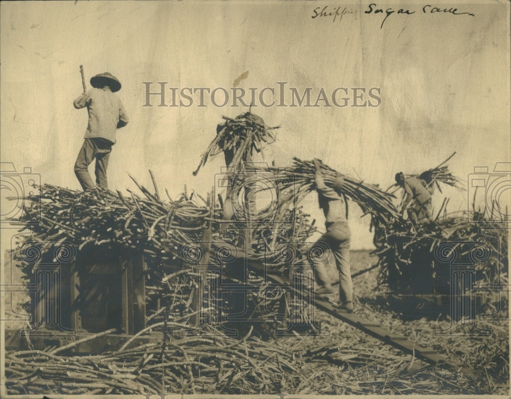 1930 Press Photo Shipping Sugar Come Farm People