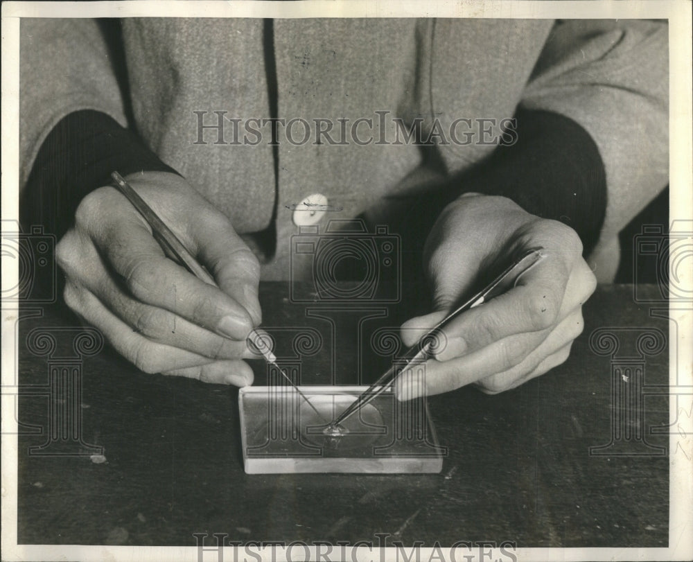 1939 Press Photo Cancer research live Tumer