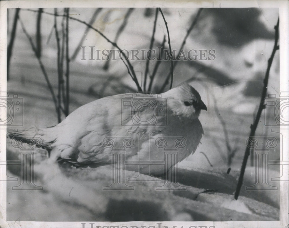 1949 Press Photo Birds Ptarmigan