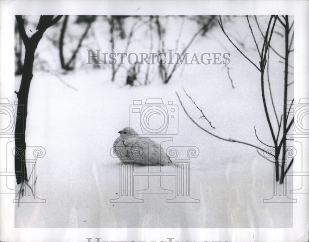 1949 Press Photo Portrait Peninsula Gibbs City Snow