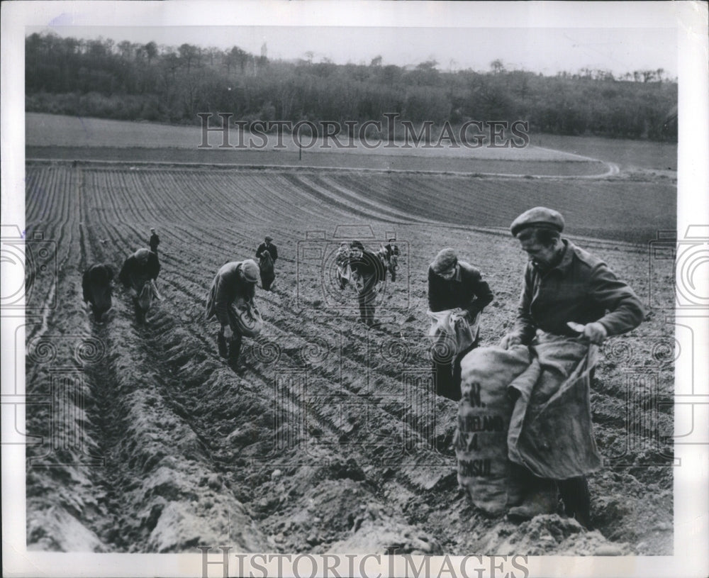 Press Photo Breaking Work Planting Potato Kentish Rows