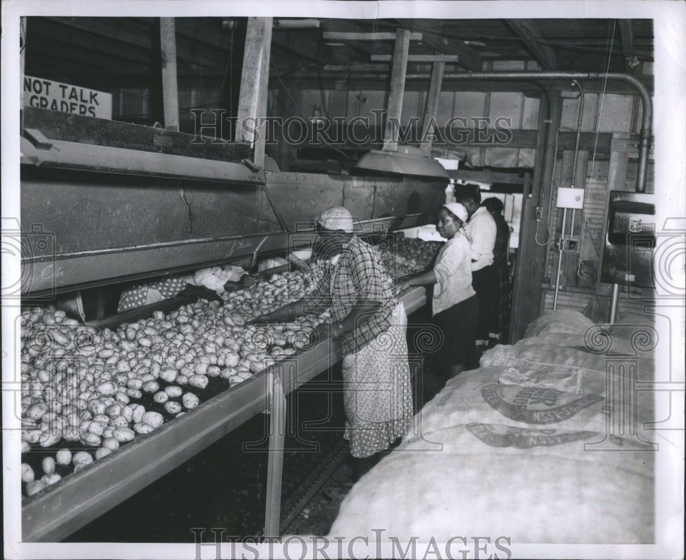 1949 Press Photo Server Potato Solanacease Andes Tuber