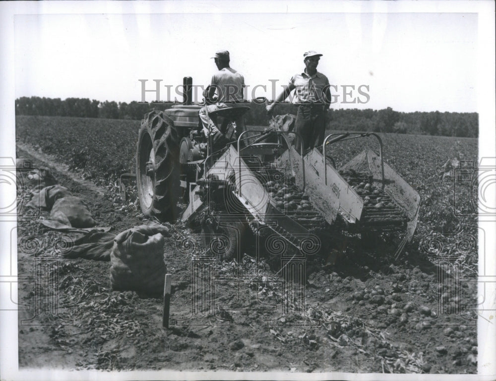 1949 Press Photo Potato Plant Edible Tuber Word Starchy