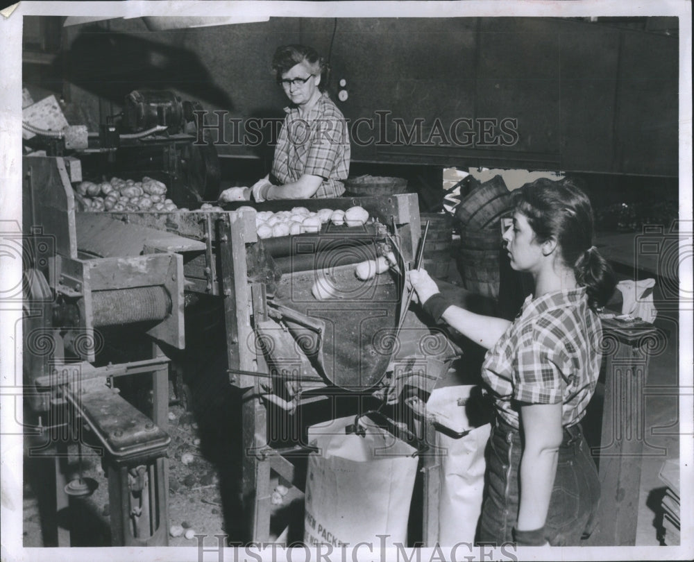 1952 Press Photo Potato Starchy Crop Family Perennial