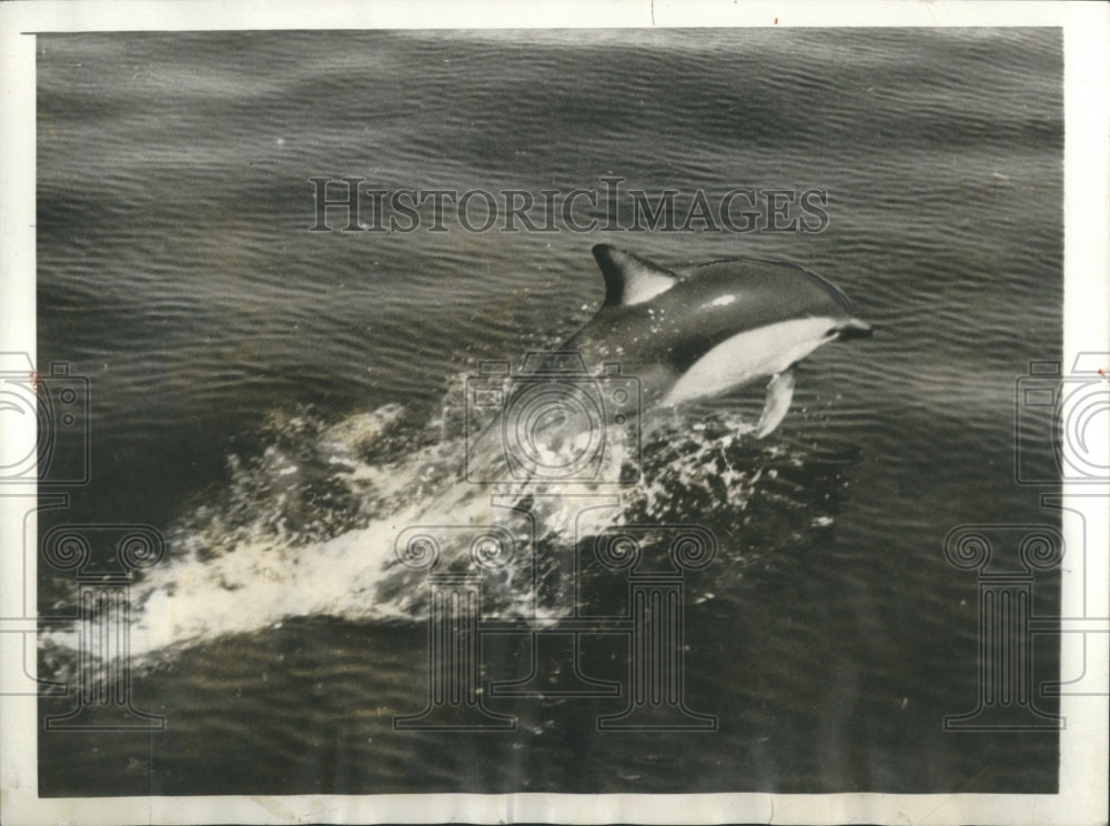 1994 Press Photo Fish Gill Aquatic Vertebrate Group