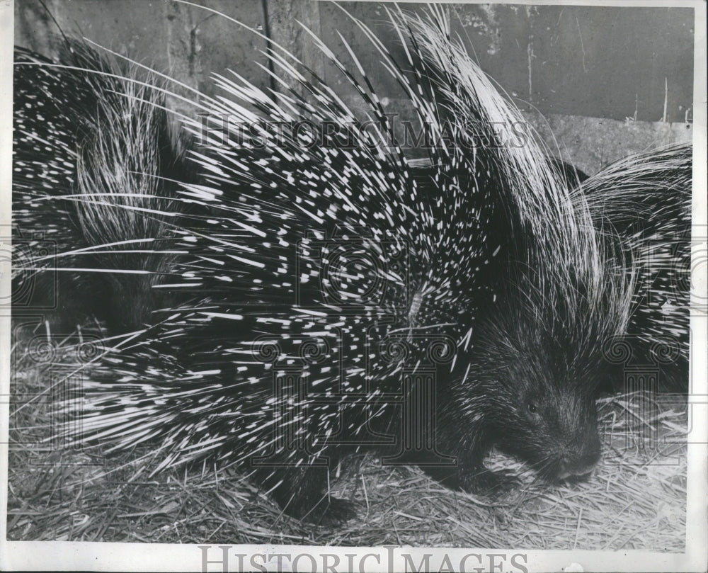 1938 Press Photo African PorcupineTaking WinterCleanstr