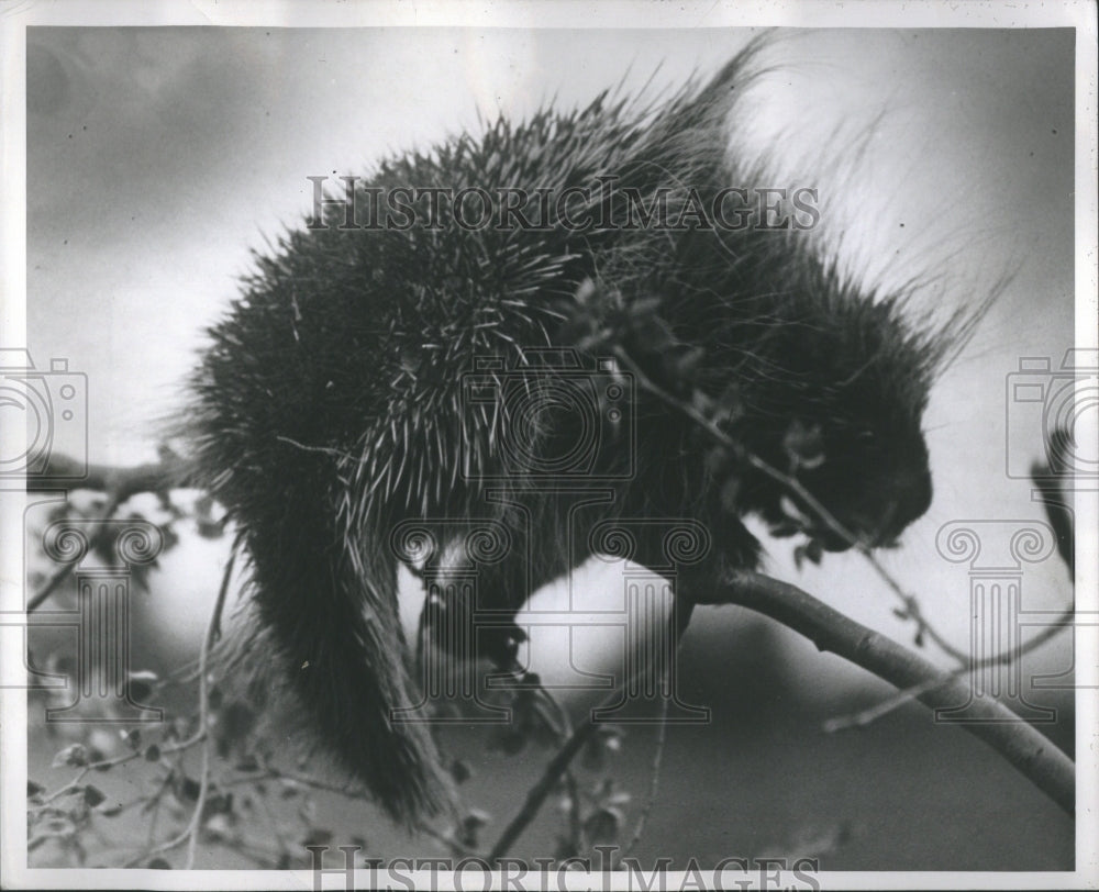 1946 Press Photo Porcupines Rodents Animals Predators