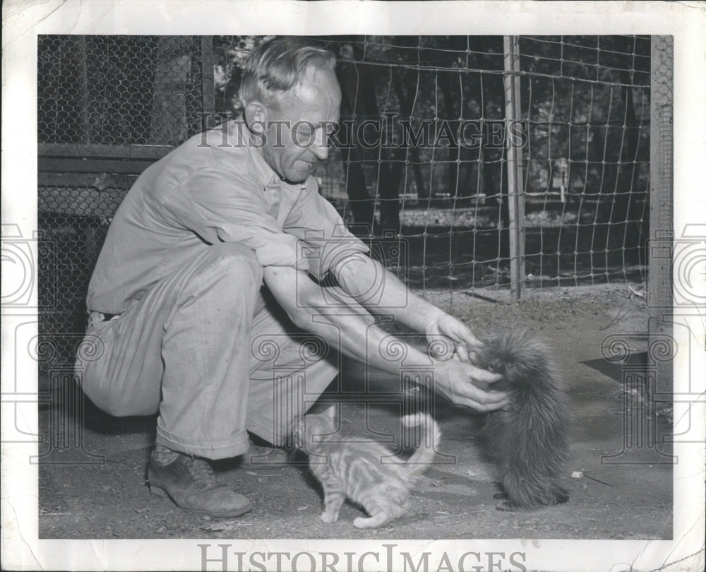 1942 Press Photo Animals Porcupine