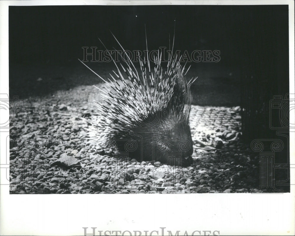 1980 Press Photo Anti Social Porcupine Detroit Zoo