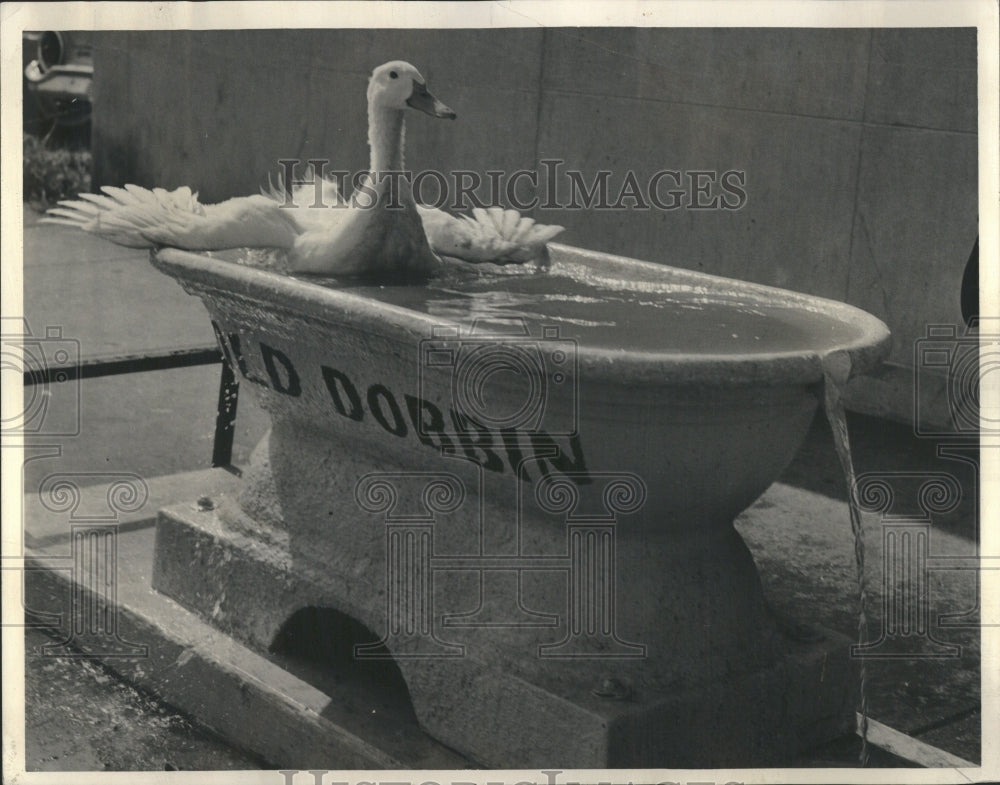 1964 Press Photo Ducking Heat Anti Cruelty Society