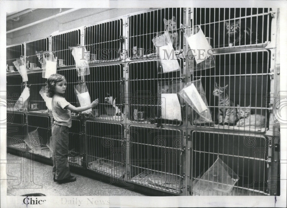 1976 Press Photo Small Fry Anntte Congenie Kitchen Cats