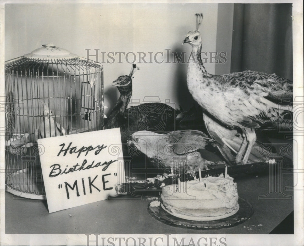 1959 Press Photo Happy Birthday Mike Anti Cruelty Socie