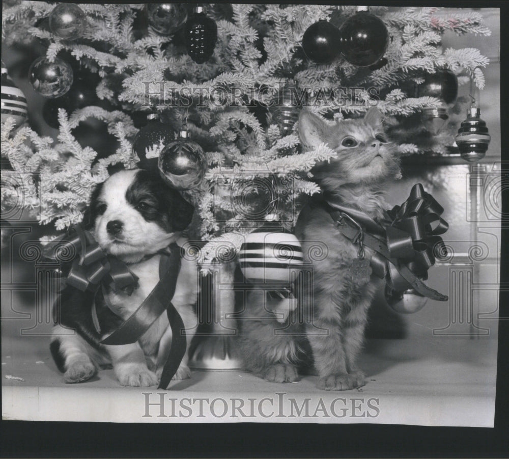 1960 Press Photo Christmas Tree Germany Decorating