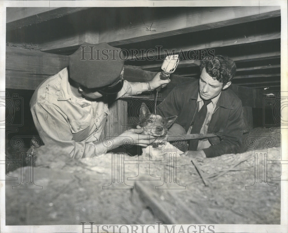 1957 Press Photo Rescue Dog Possible Euthanasia Animal