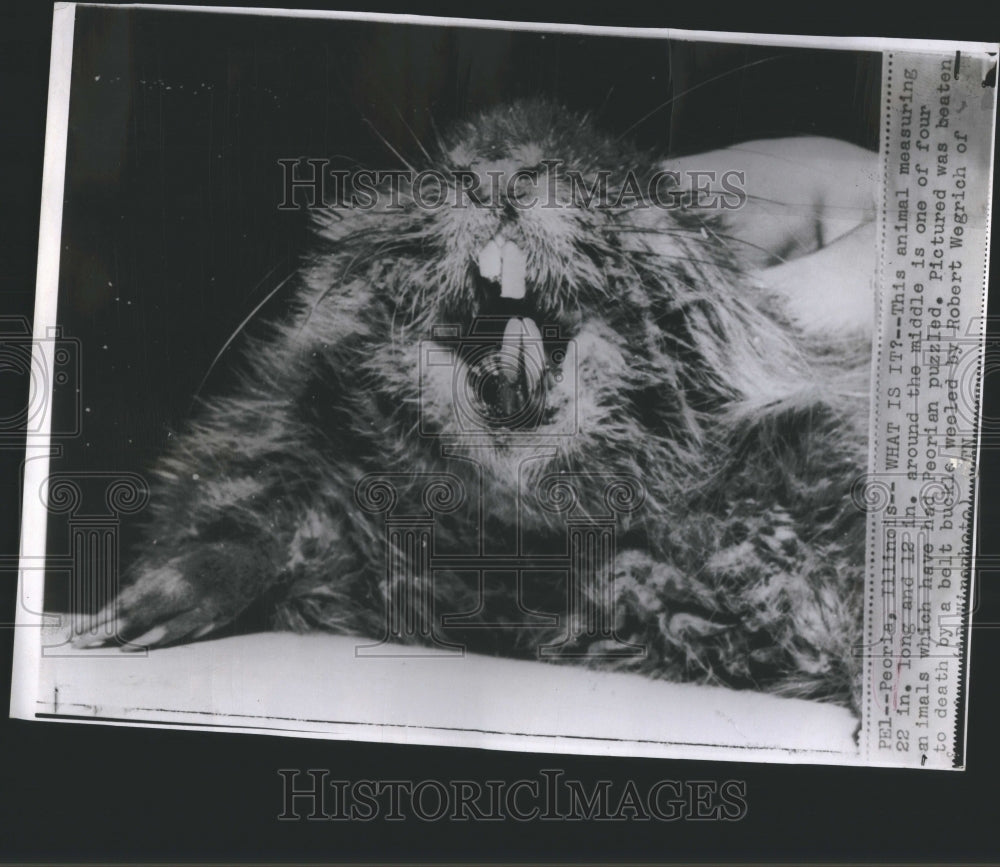 1956 Press Photo Animals Peoriam Puzzled Robert Wegric