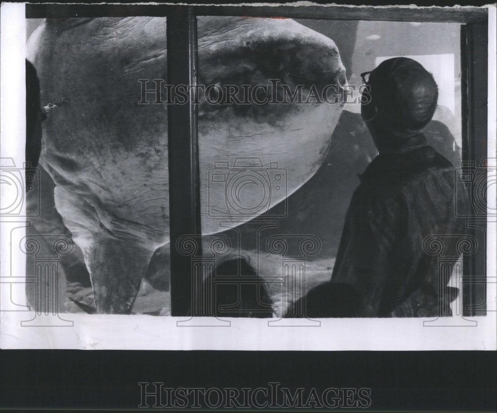 1964 Press Photo A 500 pound sunfish peek through windo