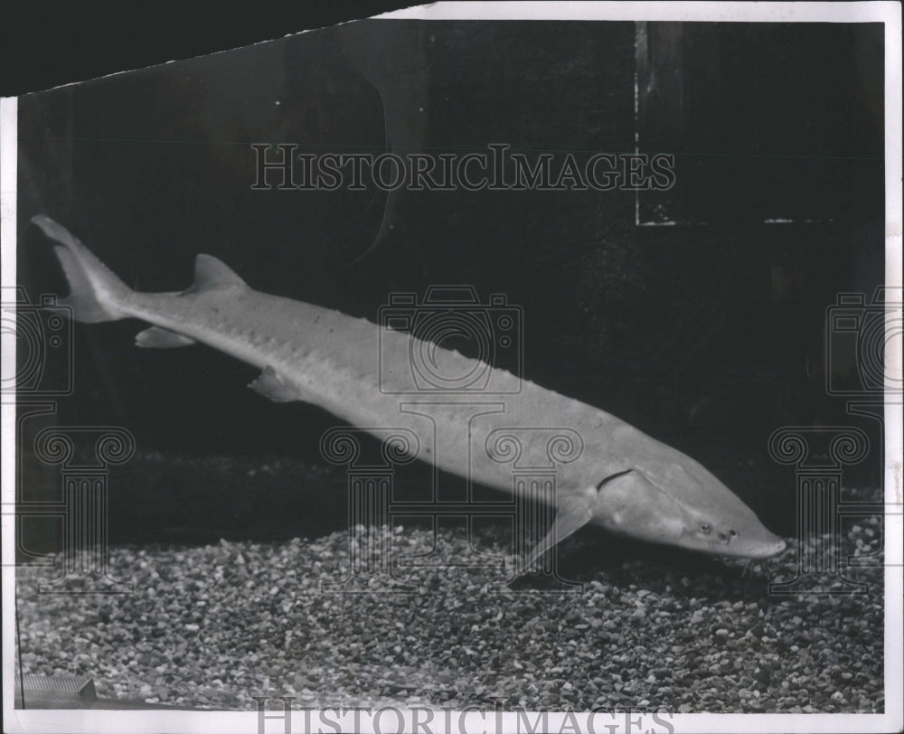 1958 Press Photo Mechigans Sturgeon Acipenseridae