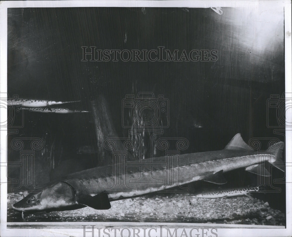 1951 Press Photo Sturgeon fish