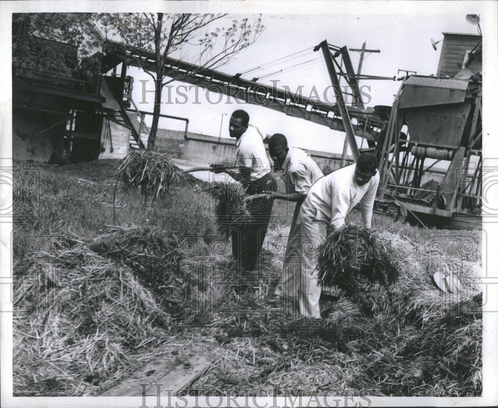 1947 Press Photo farming Sugar Beets in Michigan