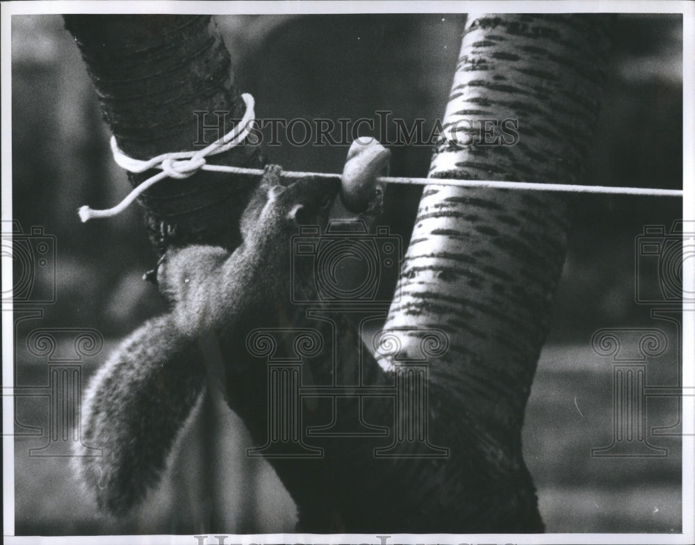 1961 Press Photo Attacking Clothes Rodent Nudges Bengal