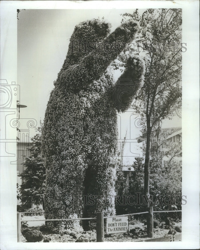 1980 Press Photo an 8 foot polar bear largest topiary