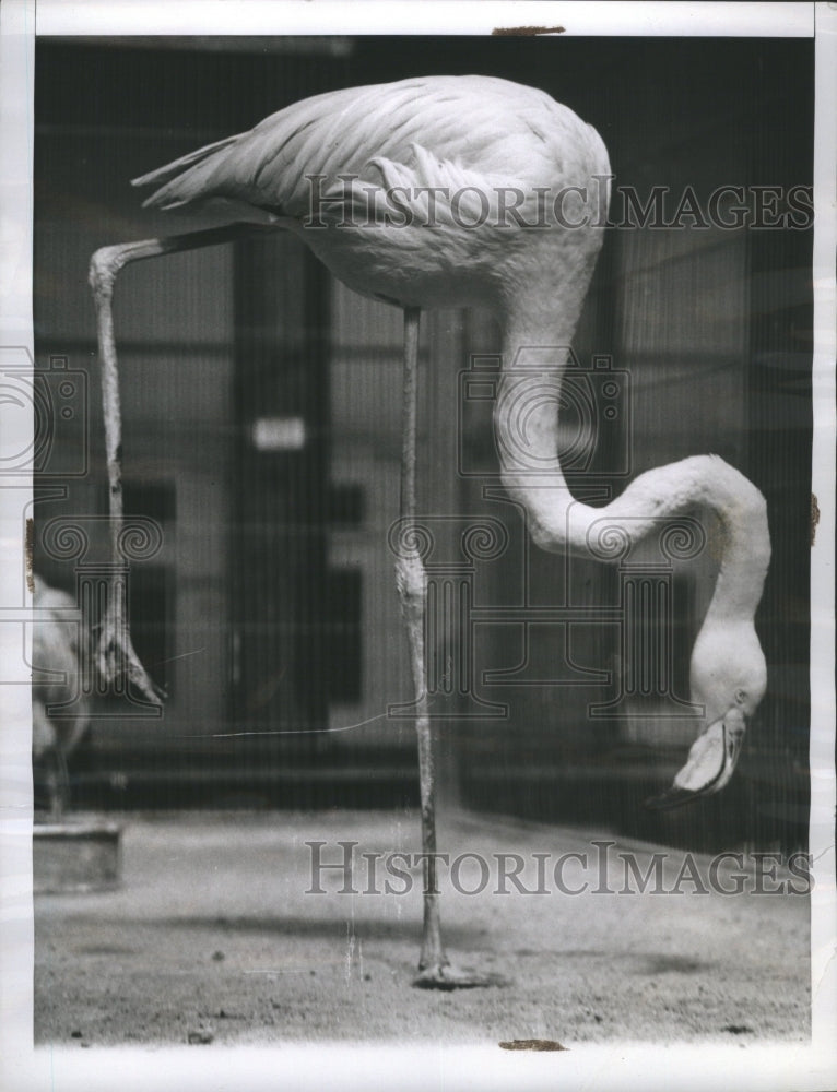 1940 Press Photo Florida Flamingo