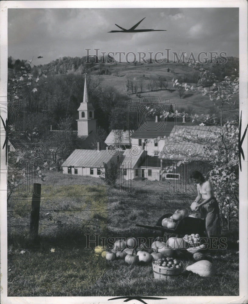 1953 Press Photo Girl harvesting pumpkins