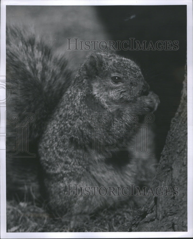 1958 Press Photo Squirrels