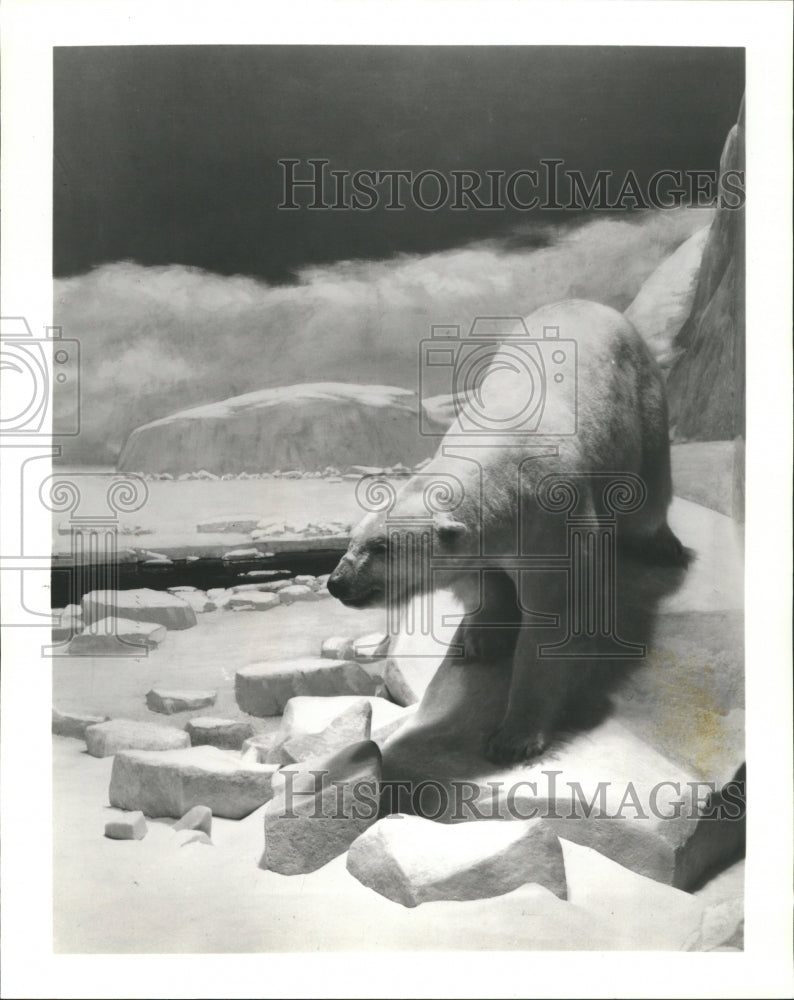 Press Photo Polar Bears Ice Water Fields Museum Seals