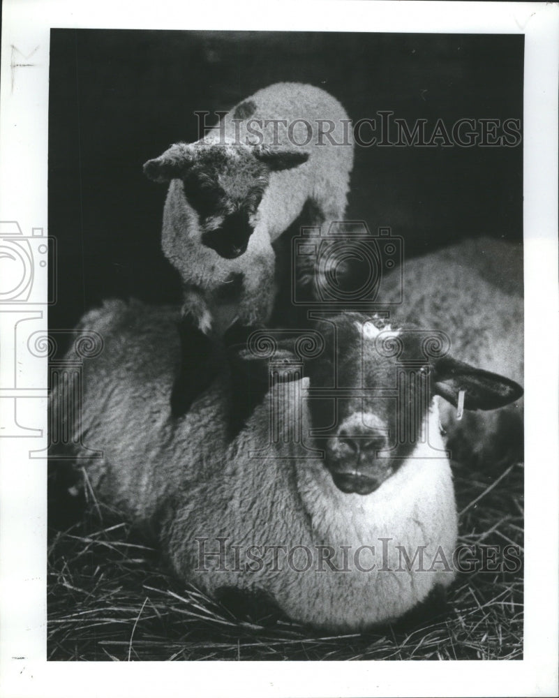 1985 Press Photo Sheep Chuck cryderman&#39;s Farm