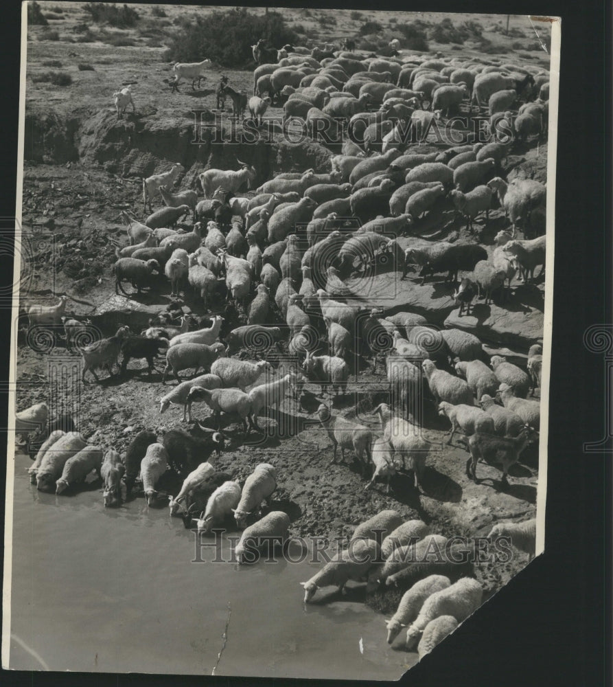 1946 Press Photo Group Animal Sheep Wild River