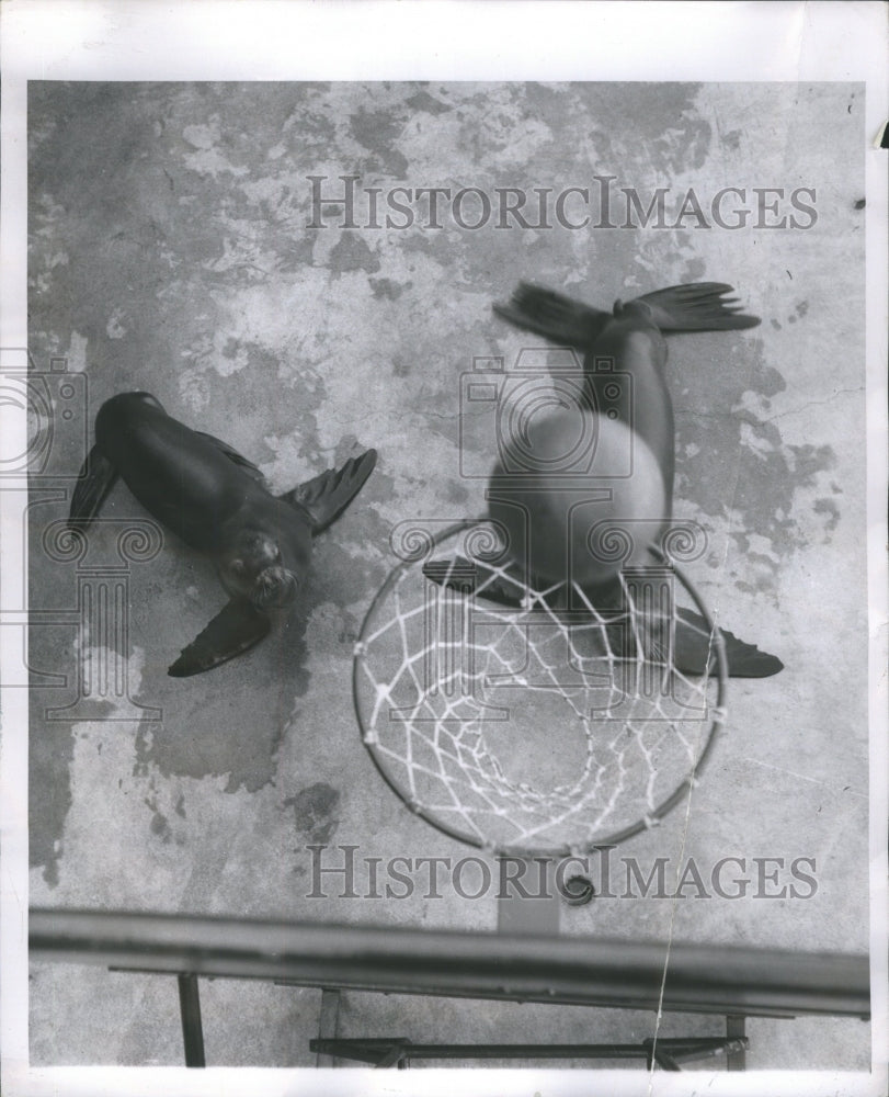 1956 Press Photo Seals Playing Basketball