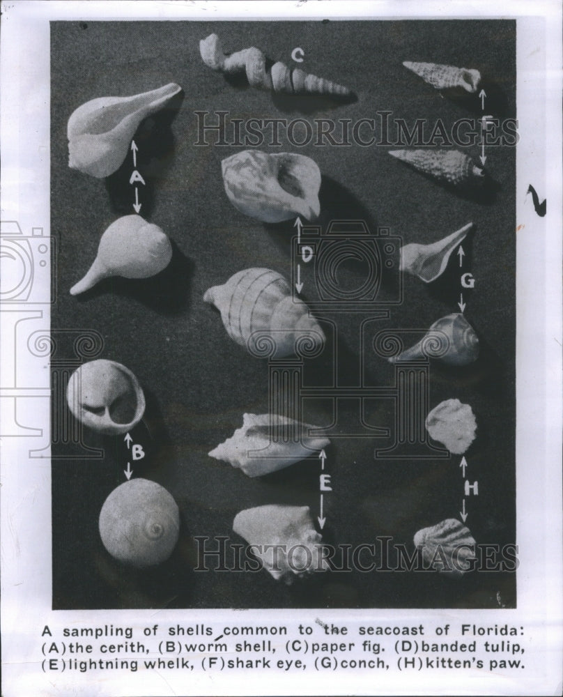 1959 Press Photo Variety Of Florida Coast Sea Shells