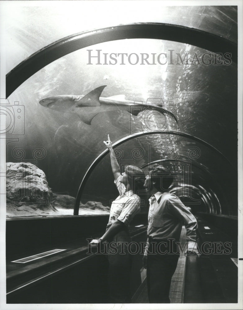 1980 Press Photo Sea World&#39;s Shark Encounter