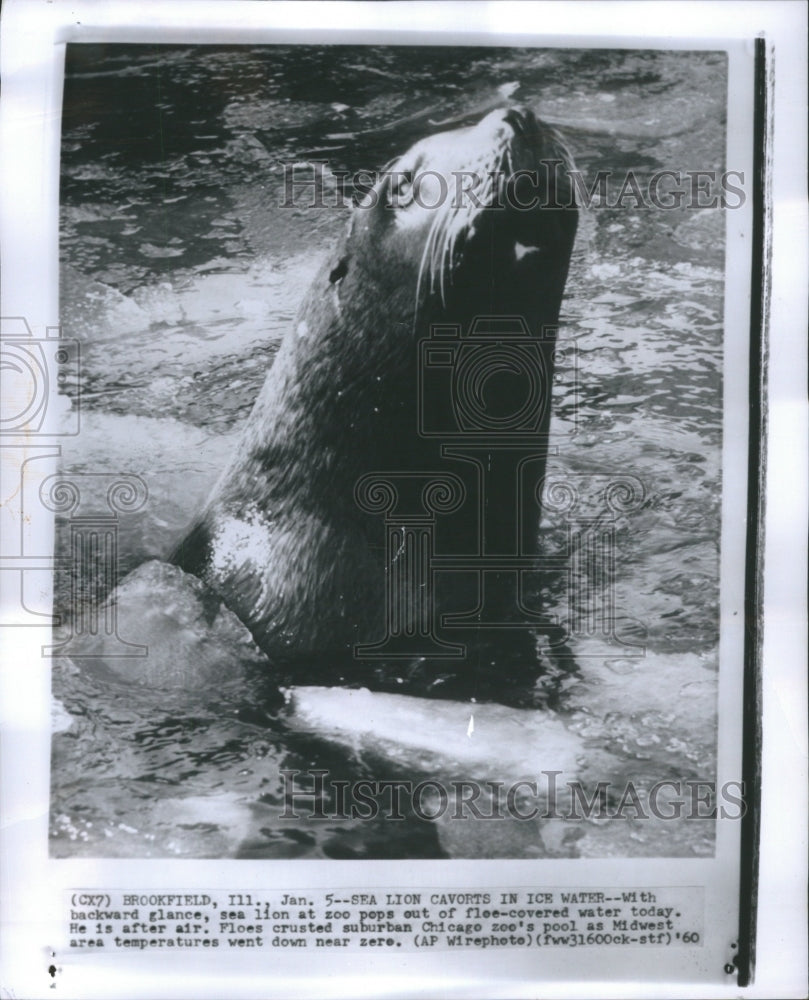 1960 Press Photo Sea Lion Brookfield Zoo