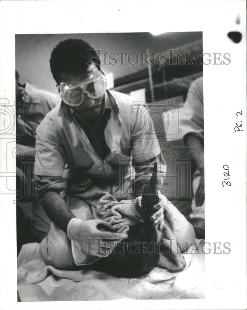 1991 Press Photo Saudi Arabia Widlife Rescue Treatment