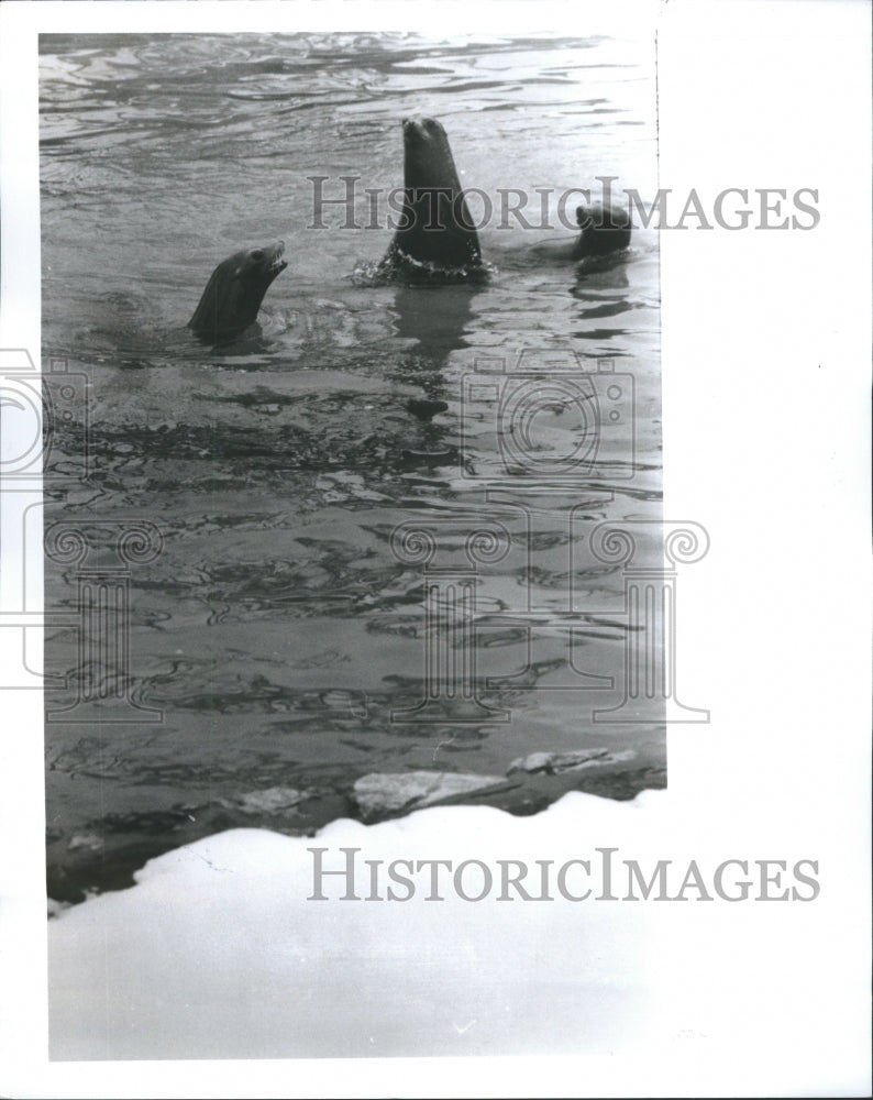 1987 Press Photo Weather Cool Zoo Water Goes