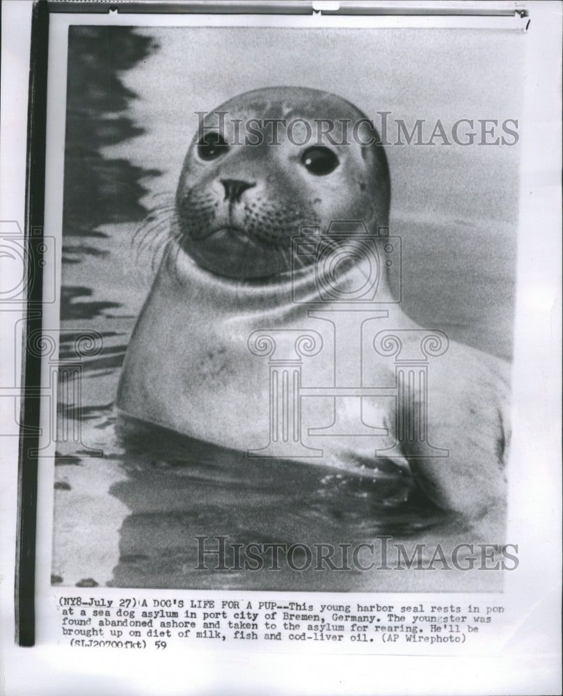 1959 Harbor Seal Press Photo