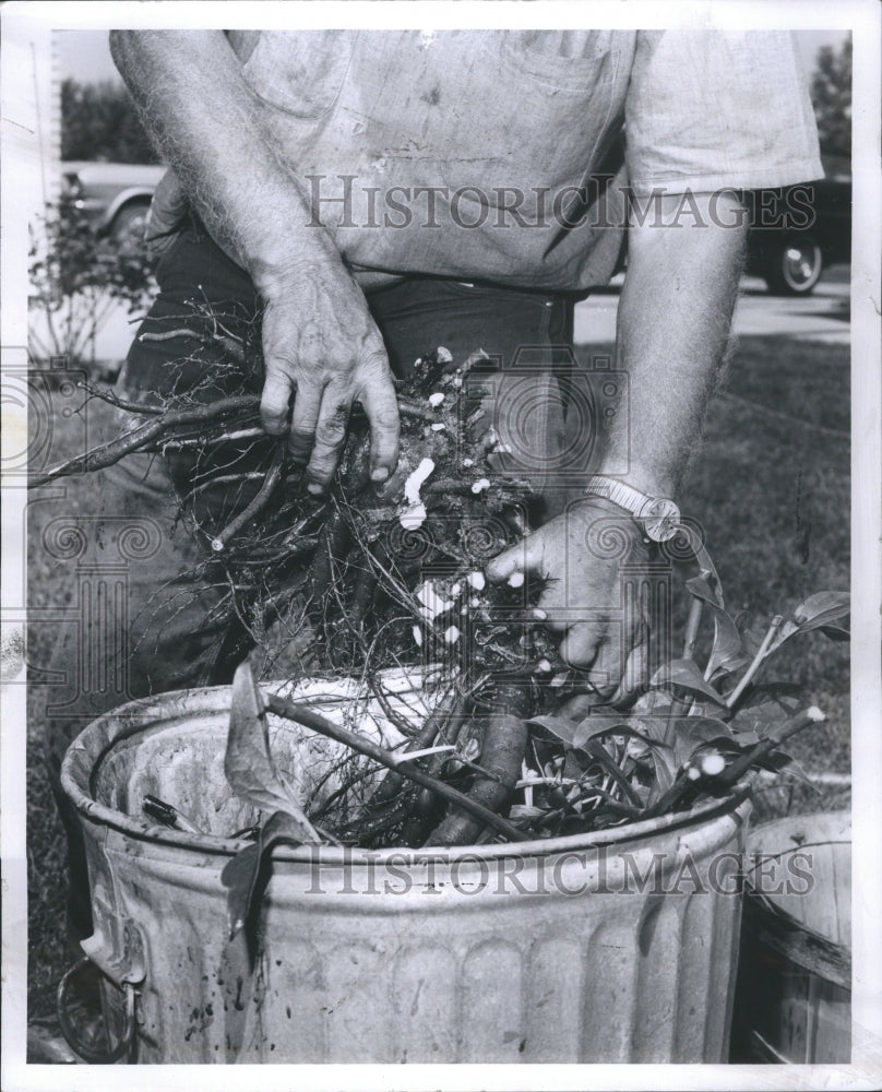 1969 Press Photo Peonies