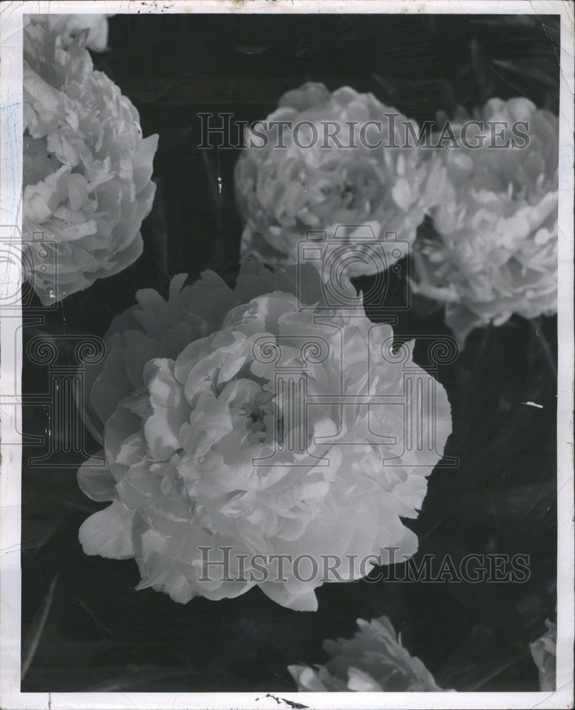 1963 Press Photo White Peonies