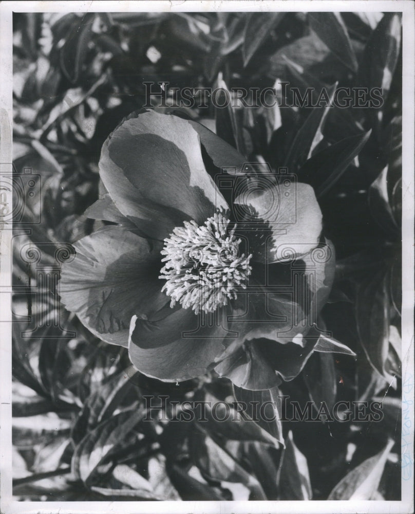 1957 Press Photo Peony Flower Perennial Plant