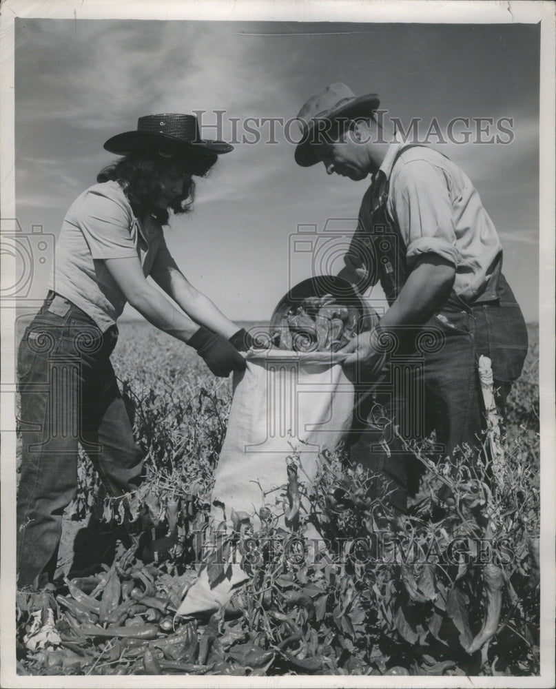 1947 Press Photo Field Workers Gathering Peppers