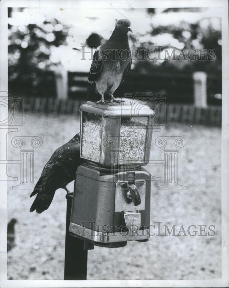 1959 Press Photo Pigeons Birds Cagey Machine Memphis